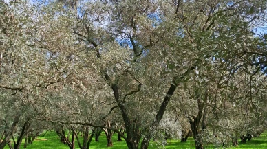 BİR ZEYTİN AĞACINI KESERKEN ASLINDA NEYİ YOK EDİYORUZ?