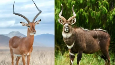 Antiloplar Hakkında Bilinmeyenler: Öküz Başlı Türden Etinin Helalliğine Kadar Her Şey