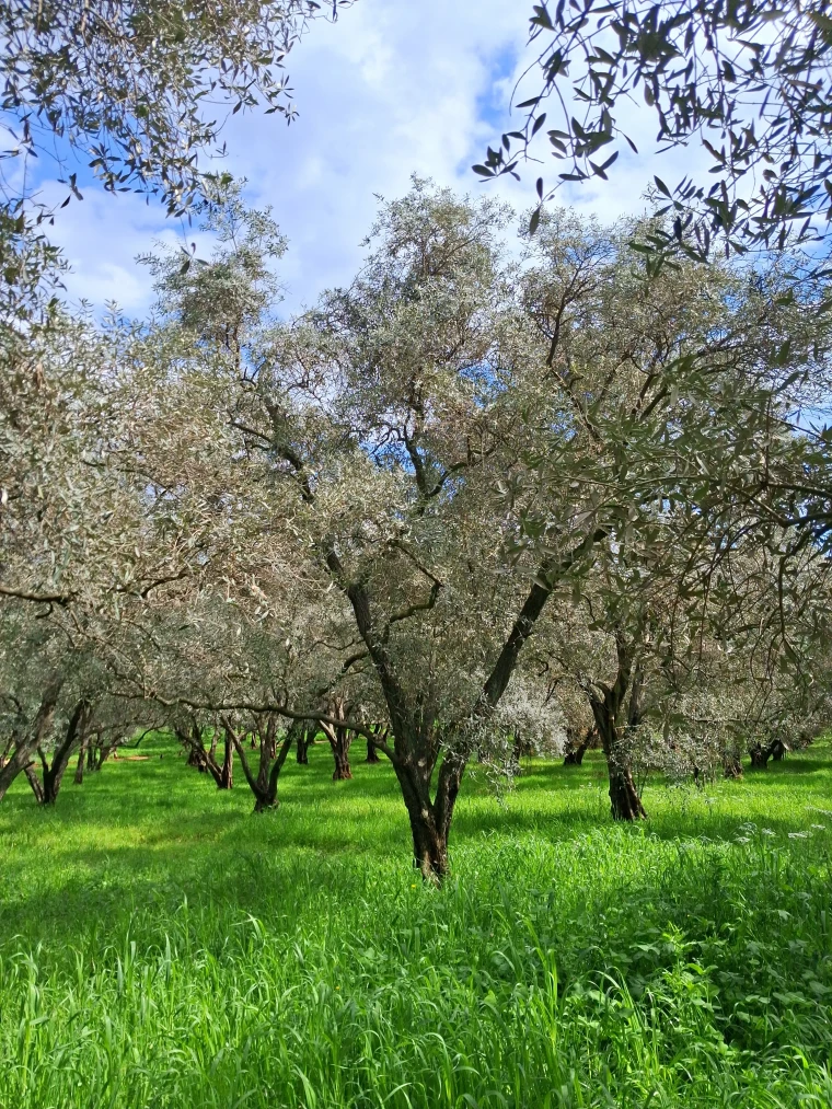 BİR ZEYTİN AĞACINI KESERKEN ASLINDA NEYİ YOK EDİYORUZ?