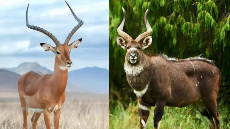 Antiloplar Hakkında Bilinmeyenler: Öküz Başlı Türden Etinin Helalliğine Kadar Her Şey